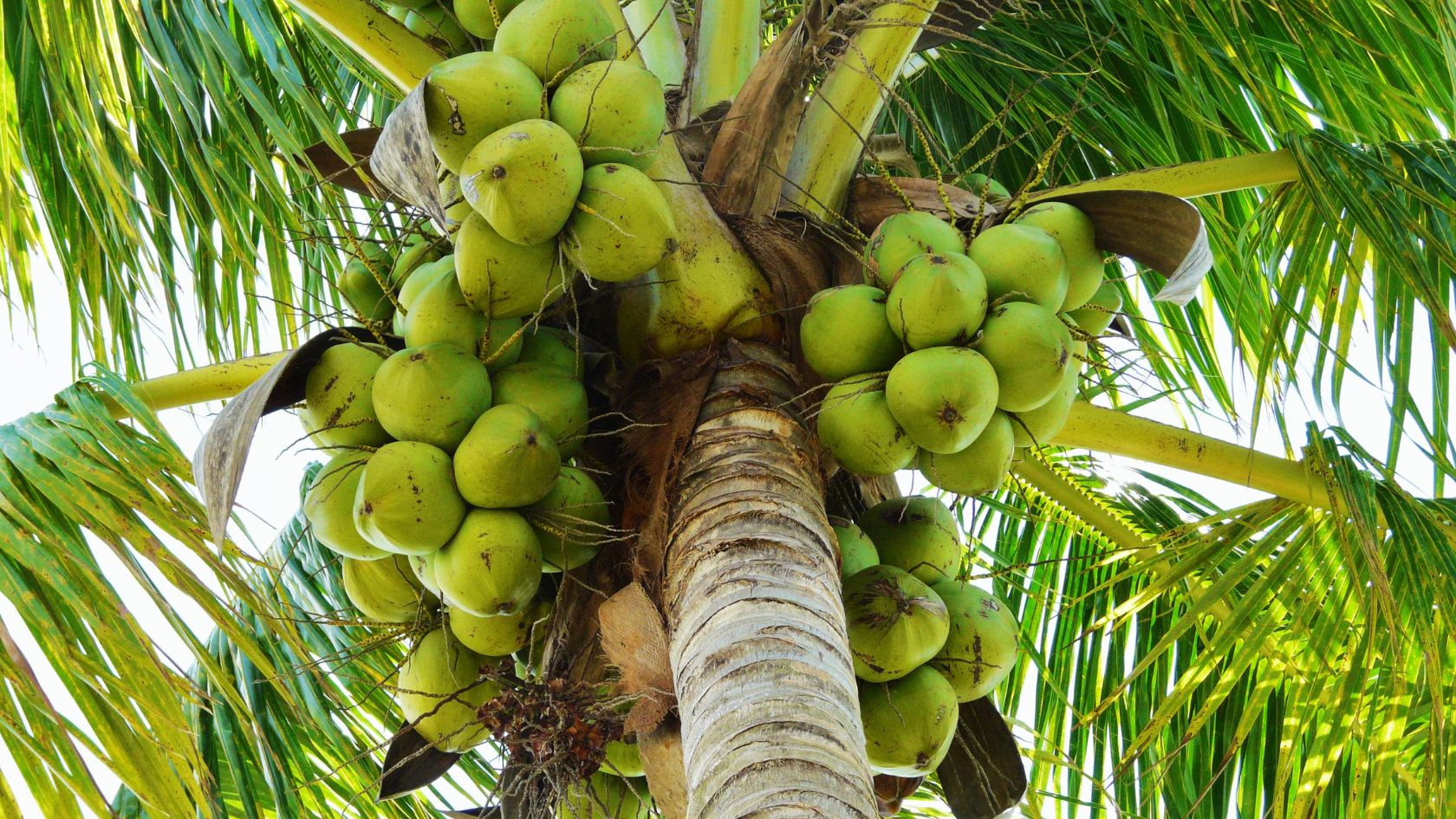 The Coconut: One Fruit, Remarkable Benefits